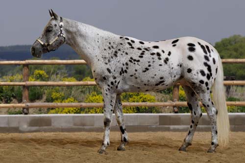 appaloosa appaloosa