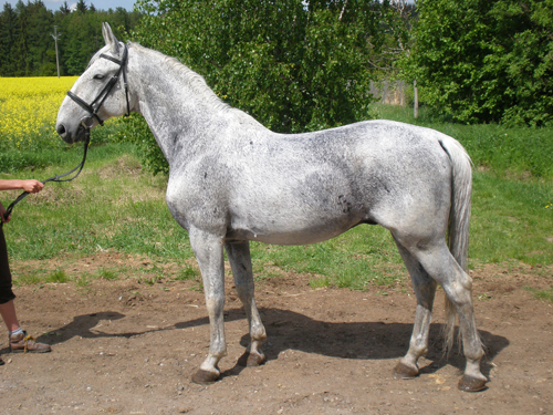 lipický kůň lipický kůň