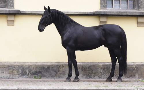 Starokladrubský kůň Starokladrubský kůň