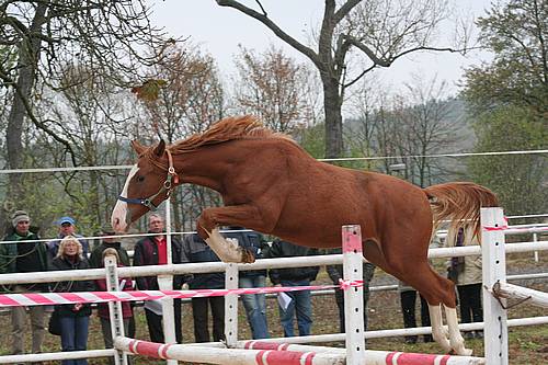 Třídění hřebců