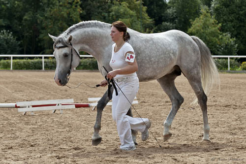 Vítěz přehlídky "Mladý hřebec" 1.místo TORLUS