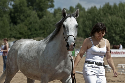 Vítěz přehlídky "Mladá klisna" 1.místo SAFÍJA