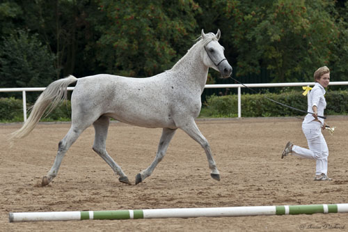 Vítězná plemenná klisna Skupina 12 1.místo GAZAL III-11