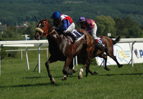 Dostihový infoservis