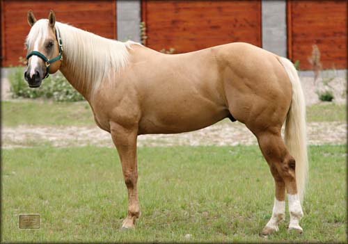 Quarter horse Quarter horse