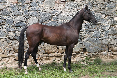 Achaltekinský plnokrevný kůň 1086 Damask Achaltekinský plnokrevný kůň 1086 Damask