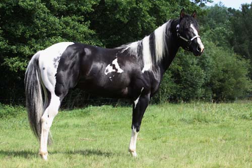 1393 Emphys Dancing King