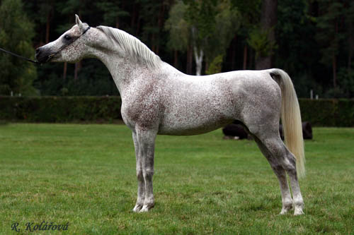 Arabský plnokrevný kůň 2897 Shamir Ibn Ansata Sinan Arabský plnokrevný kůň 2897 Shamir Ibn Ansata Sinan