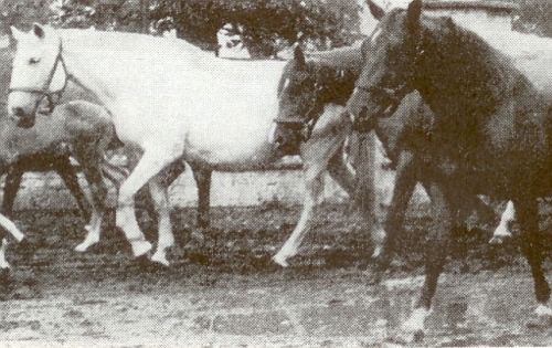 Psali jsme v Jezdectví