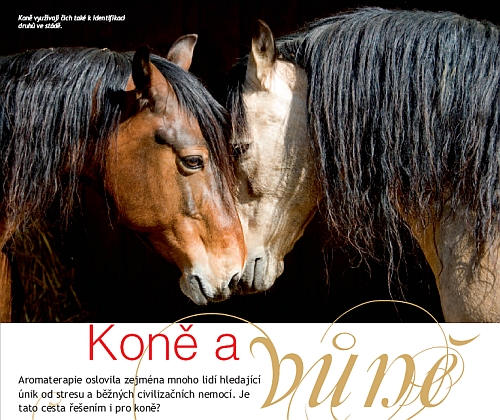 Ochutnávka z Jezdectví