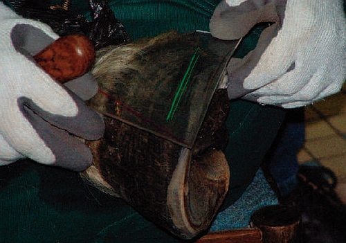 Ochutnávka z Jezdectví