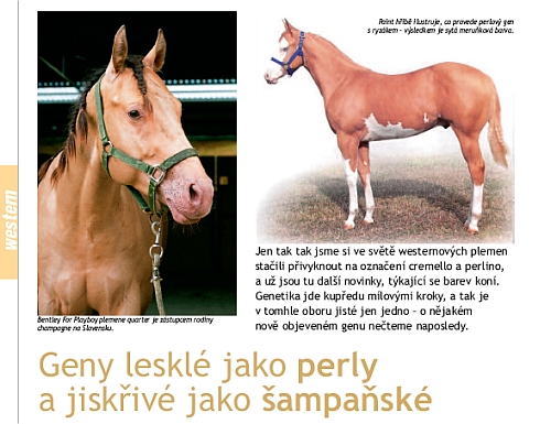 Ochutnávka z Jezdectví