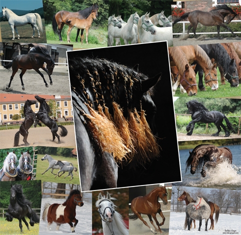 Největší pohlednice koní v ČR