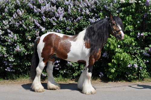 Irský Cob Irský Cob