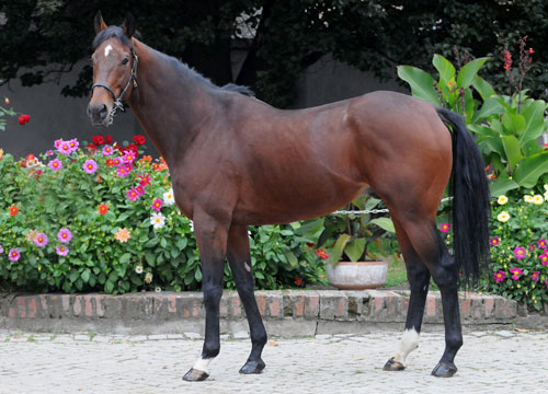 anglický plnokrevník - Suteki Shinsukekun