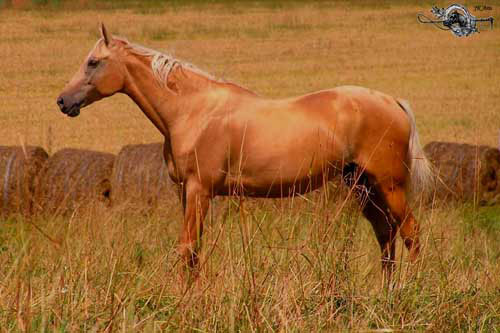 Kůň Kinský - Baby