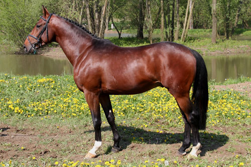 Moravský teplokrevník - Furioso IX MT 