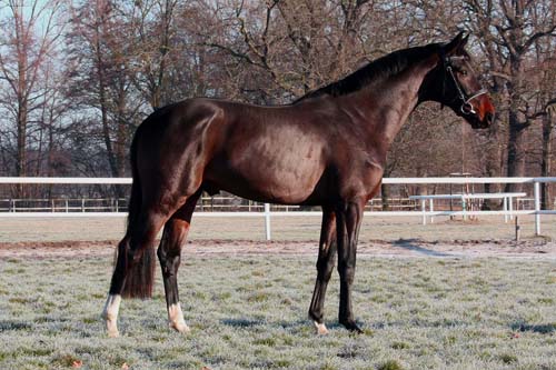 Slovenský teplokrevník - Sagitta