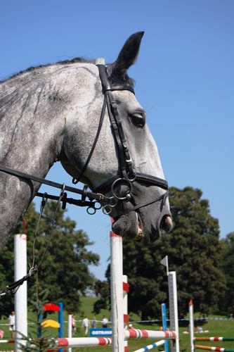 Starokladrubský kůň